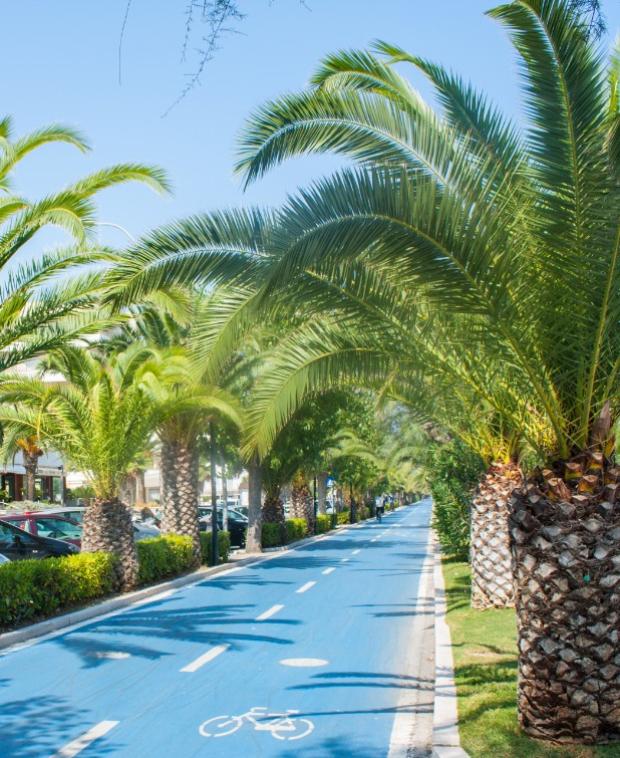 Pista ciclabile blu fiancheggiata da palme in una giornata soleggiata.